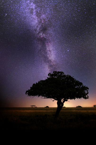 Africa Savannah Night Sky con Vía Láctea
 - Foto, Imagen