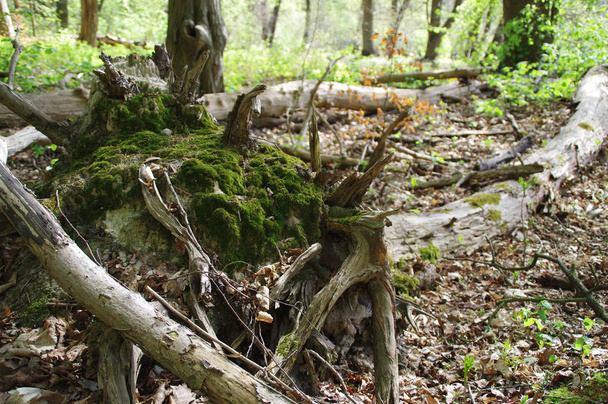 Зеленый мох на корне
 - Фото, изображение