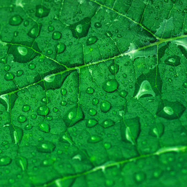 green leaf - Фото, зображення