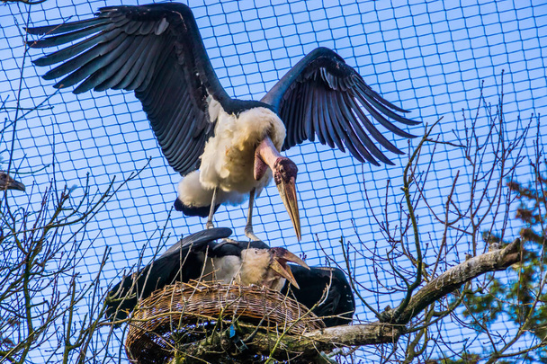 pareja cigüeña marabú proteger su nido, comportamiento agresivo de las aves durante la temporada de reproducción en primavera, aves tropicales de África
 - Foto, imagen