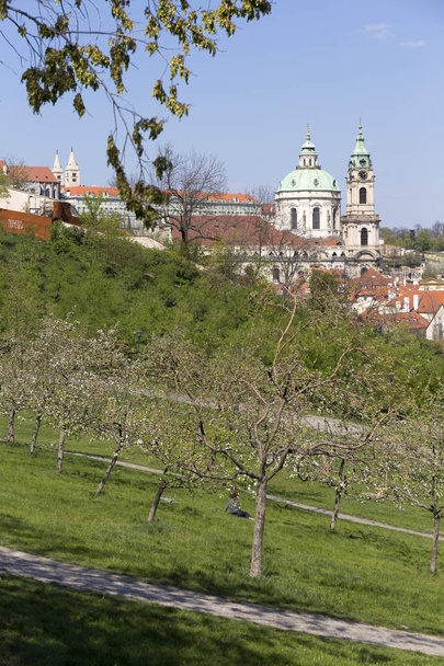 Yeşil Doğa ve çiçekli ağaçlar, Çek Cumhuriyeti ile Bahar Prag Şehir - Fotoğraf, Görsel