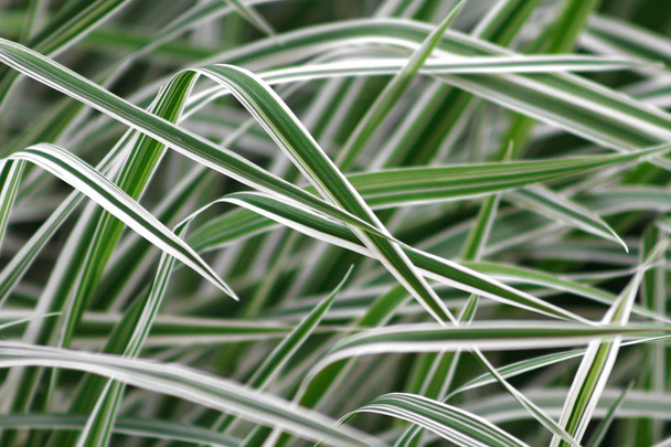 striped white and green color grass, defocused background of a Phalaris leaves - Fotografie, Obrázek