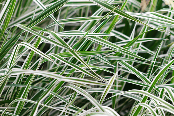 defocused background of a Phalaris leaves, striped white and green color grass - Foto, afbeelding