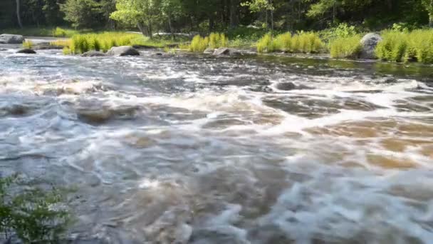 Ormandaki vahşi nehir - Video, Çekim