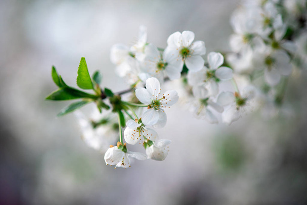 fiori di ciliegio bianchi su un ramo vicino
 - Foto, immagini