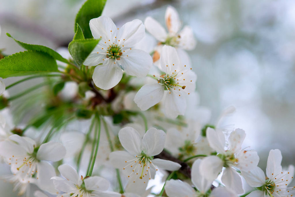 fehér cseresznyevirág egy ágon közelről - Fotó, kép