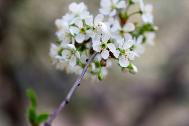 fleurs de cerisier blanc sur une branche gros plan
 - Photo, image