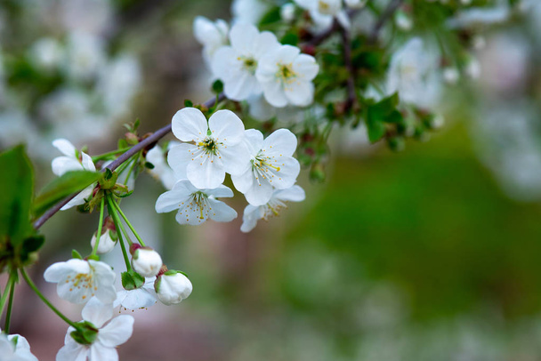 białe kwiaty wiśni na gałęzi z bliska - Zdjęcie, obraz