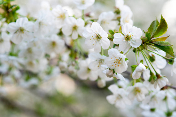 white cherry flowers on a branch close up - Foto, immagini