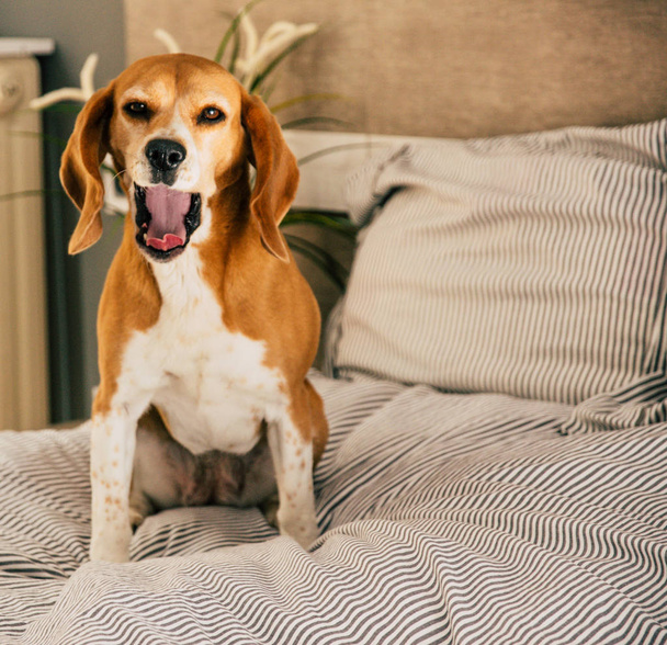 Perro en cama de propietarios o sofá. Perezoso perro beagle cansado de dormir o despertar. Bostezando
 - Foto, imagen