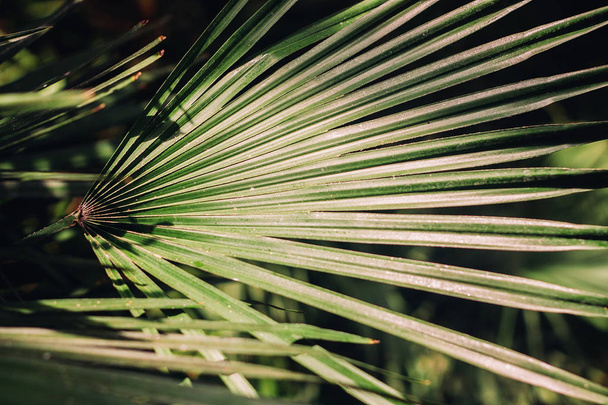 Close up of Vivid Tropical Green Leaf Texture. - Foto, Bild