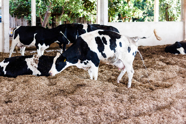 Vacas lecheras en el Granero Compost: un sistema de confinamiento que garantiza comodidad a los animales y mayor productividad y calidad de la leche
 - Foto, Imagen