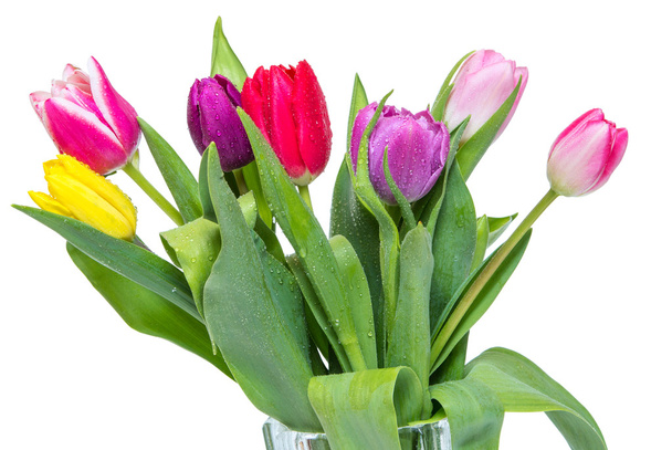 tulip flower - 写真・画像