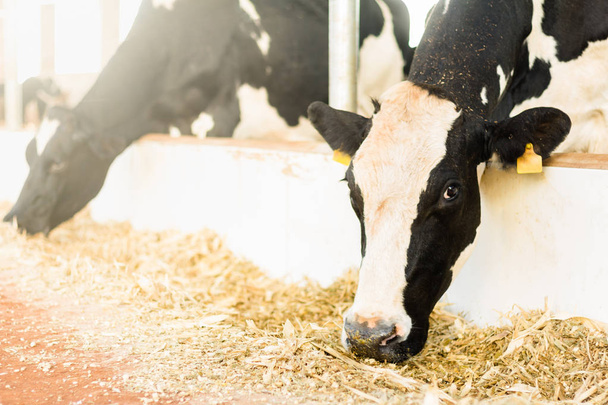 Kuhherden von Milch fressen im Kompoststallsystem. Einsperrung garantiert Komfort für die Tiere und höhere Produktivität und Milchqualität - Foto, Bild