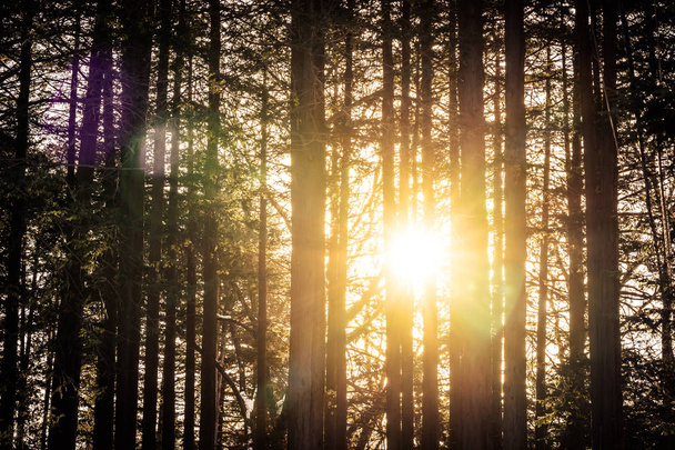 Piękny krajobraz odkryty drzewa w lesie z promieni słonecznych na tle natura - Zdjęcie, obraz