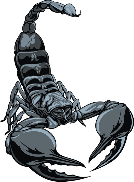 Bonito escorpión
 - Vector, Imagen
