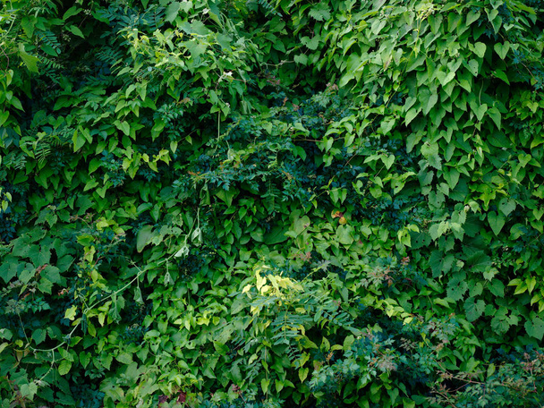 Natural green wall near the Mississippi river. Baton Rouge, Louisiana, USA - Zdjęcie, obraz
