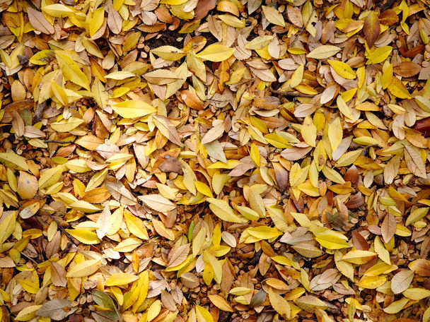 Fall leaves carpet. Baton Rouge, Louisiana, USA. - Φωτογραφία, εικόνα