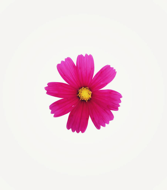 Red cosmos flower isolated on white background. - Photo, image