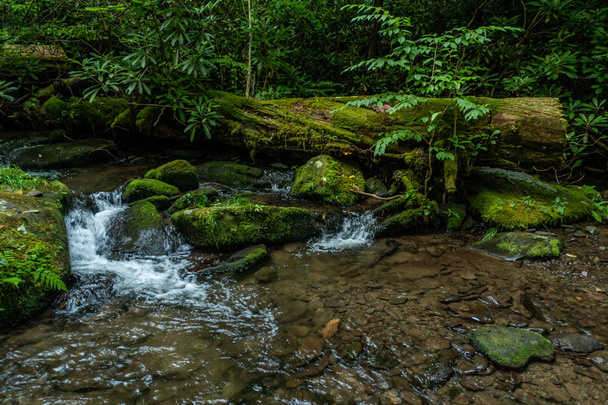 Le ruisseau coule autour des arbres abattus et des rochers mousseux
 - Photo, image