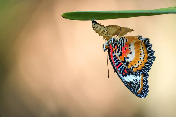  Леопардовий метелик на Хрискому в саду. - Фото, зображення
