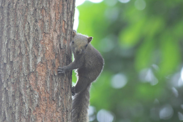 Wschodnia szara wiewiórka w HK parku - Zdjęcie, obraz