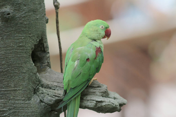 Amazon papagáj ülő-ra ág-on Park - Fotó, kép