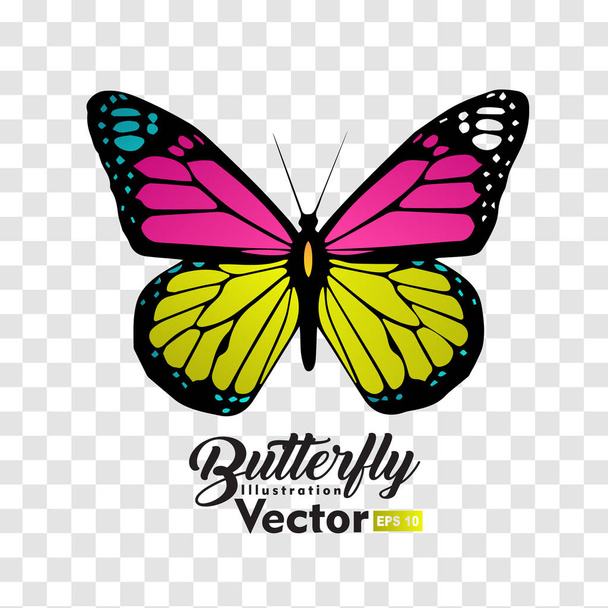 colorida coleção vetor ilustração borboleta
 - Vetor, Imagem
