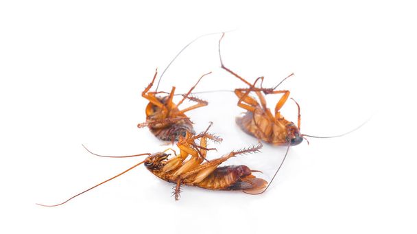 Cockroach isolated  on white background - Photo, Image
