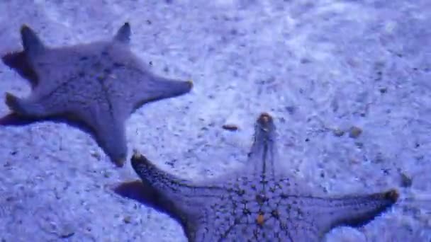 Tropische exotische Seesterne auf dem Grund des Aquariums. Nahaufnahme zweier erstaunlicher Seesterne, die auf sandigem Boden im sauberen Aquarienwasser liegen. - Filmmaterial, Video