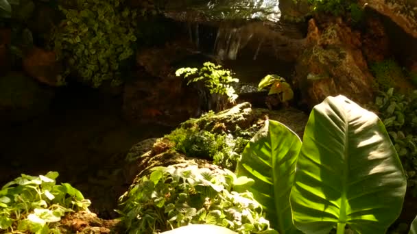 Tropical plants and cascade in beautiful garden. Various green tropical plants growing near small cascade with fresh water on sunny day in amazing garden. - Footage, Video