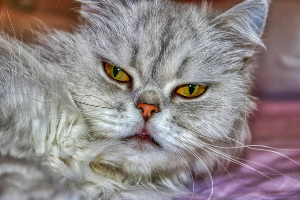 Questa immagine unica mostra un gatto persiano cincilla di nome Lucy. si possono vedere chiaramente i loro bellissimi occhi
 - Foto, immagini