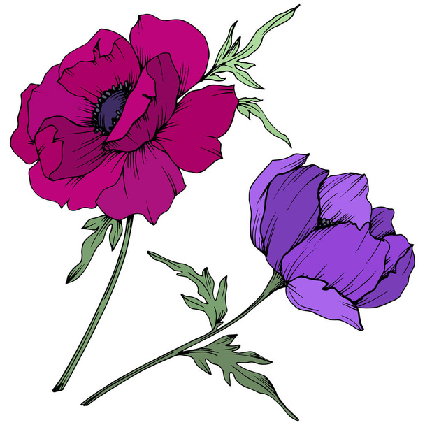 Vektör Anemone çiçek botanik çiçekler. Siyah ve beyaz oyulmuş mürekkep sanatı. İzole anemon illüstrasyon elemanı. - Vektör, Görsel