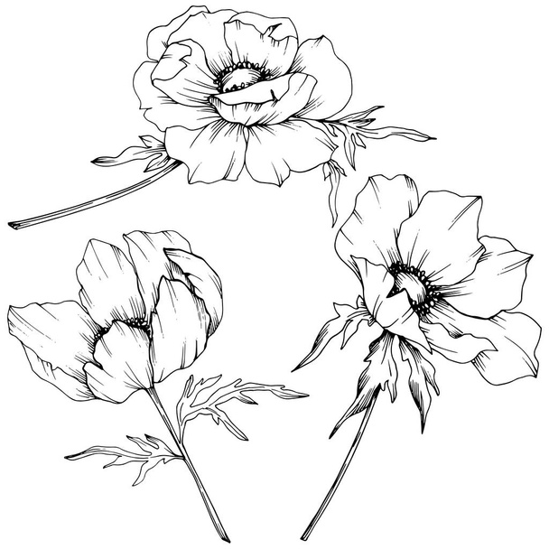 Vektor-Anemone Blumen botanischen Blumen. Schwarz-weiß gestochene Tuschekunst. Isoliertes Anemonenillustrationselement. - Vektor, Bild