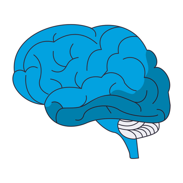 menselijk brein symbool - Vector, afbeelding