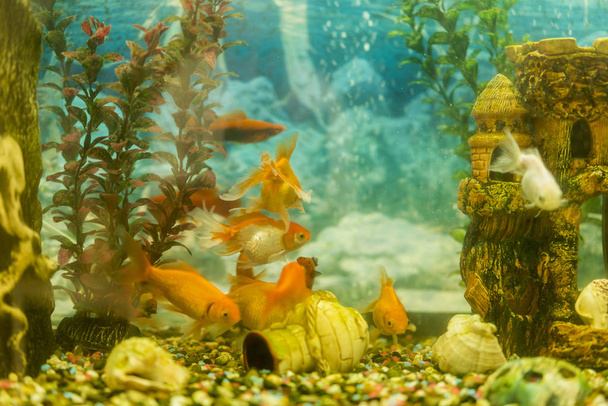 Wielokolorowe ryby w akwarium. Goldfish w akwarium słodkowodne z zielonym pięknie obsadzone tropikalnych. ryby w akwarium słodkowodne z zielonym pięknie obsadzone tropikalnych. Stonowanych. - Zdjęcie, obraz