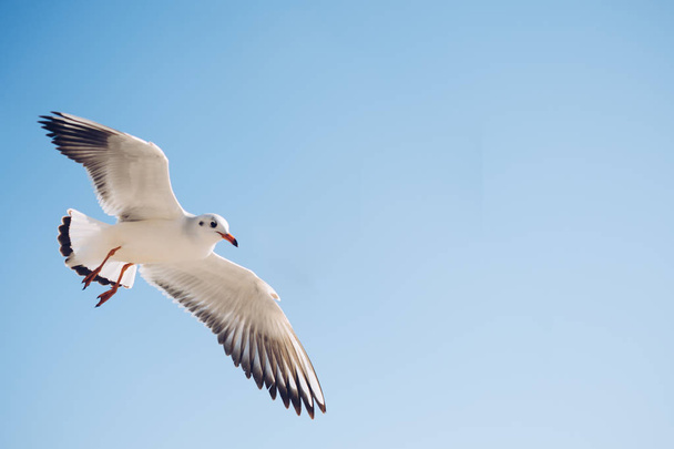 Una sola gaviota volando en azul un cielo
 - Foto, imagen