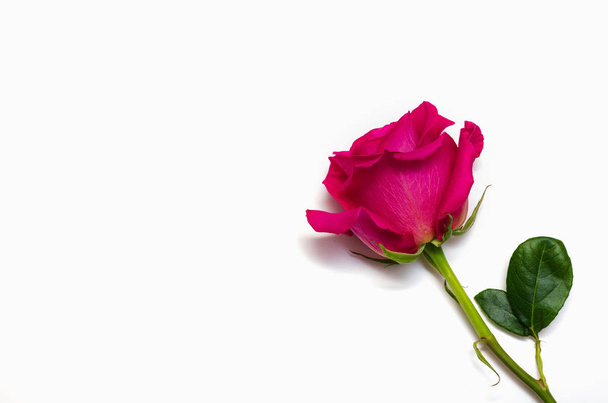 Одна красива рожева троянда ізольована на білому тлі з простором для вашого тексту
 - Фото, зображення