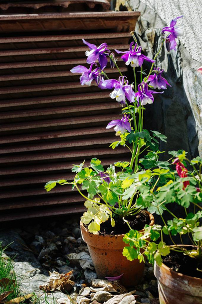 Hybryda Aquilegia-piękne kwiaty w ogrodzie-Violet Columbine - Zdjęcie, obraz