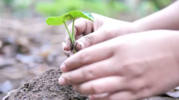 Οι γυναίκες μεγαλώνουν μικρό δέντρο στο έδαφος - Πλάνα, βίντεο