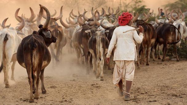 RANN OF KUTCH, INDIA - joulukuu 8, 2018: Tunnistamaton rabbari paimen maaseudun kylässä Kutchin alueella, Gujaratissa. Kutchin alue tunnetaan heimoelämästään ja perinteisestä kulttuuristaan.
. - Valokuva, kuva