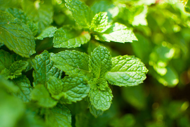 Peppermint leaf or Kitchen Mint or Marsh Mint or Metha cordifolia Opiz were planted on the ground. Its leaves are small, rough and it has a green color. It is a herb made as food and medicine. - Photo, Image