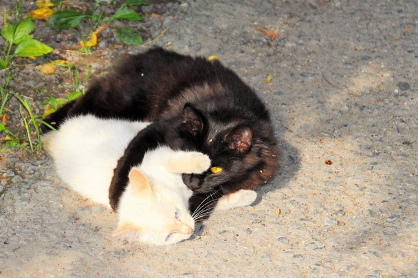 Black and white cats bask in the sun. Feline yin and yang. - Фото, изображение