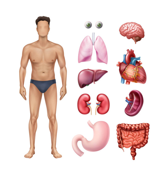Ilustração vetorial de modelo de corpo masculino com órgãos internos humanos ícones detalhados definidos em segundo plano
 - Vetor, Imagem