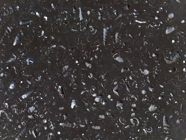 большое количество окаменелостей морских раковин на темной скале
 - Фото, изображение