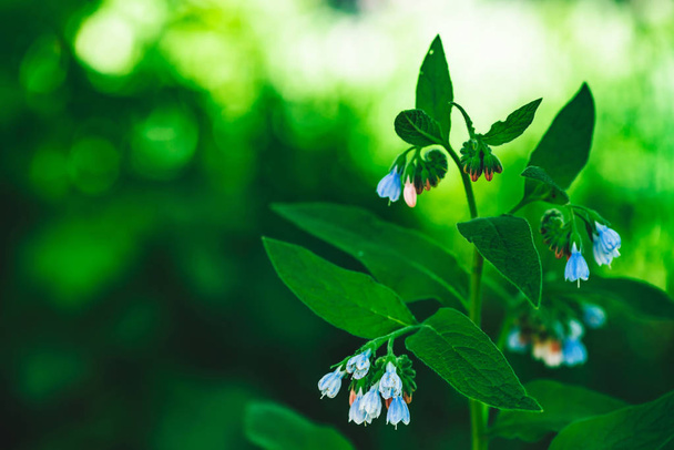 I fiori azzurri di consolida con foglie verdi ricche crescono su sfondo bokeh con spazio di copia. Piccoli campanellini in macro. Bella pianta da vicino
. - Foto, immagini