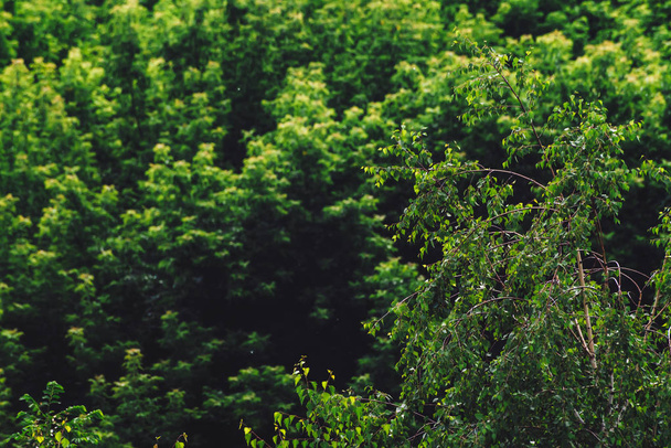 Getextureerde natuurlijke achtergrond van Boom Tops. Deksel van de boom verlaat close-up. Vintage natuurlijke textuur van bladerdak van bomen in zonnige dag. Dichte bladeren in zonlicht. Atmosferisch landschap met rijke vegetatie - Foto, afbeelding