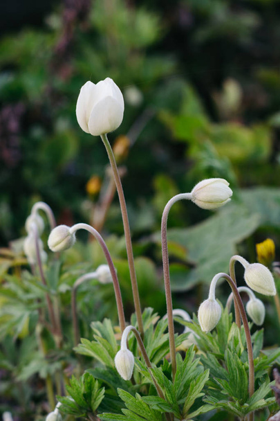 Anemone sylvestris. Hófehér rügyek a virágok a háttérben a zöld levelek. - Fotó, kép
