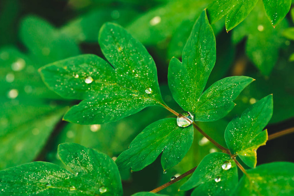 Beautiful vivid green leaves of dicentra with dew drops close-up with copy space. Pure, pleasant, nice greenery with rain drops in sunlight. Backdrop from green textured plants in rain weather. Grass. - Photo, Image