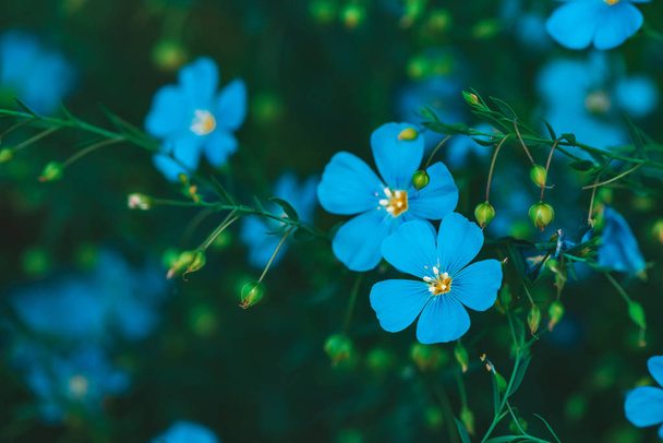Amazing bright cyan flowers of flax blooming on green background. Vivid blue neon flowers close-up. Flowering buds of linum usitatissimum in macro. Beautiful blossoming flax flowers with copy space. - 写真・画像